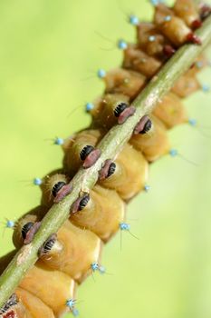 Caterpillar on stem of the plant