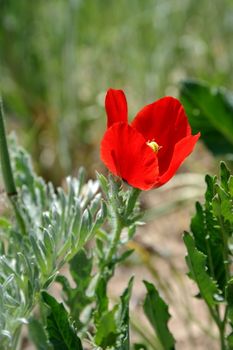 Summer. Wildflowers. Red poppy on the meadow.