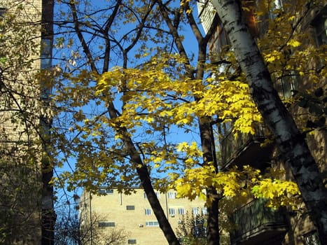 Beautiful yellow leaves on a urban background
