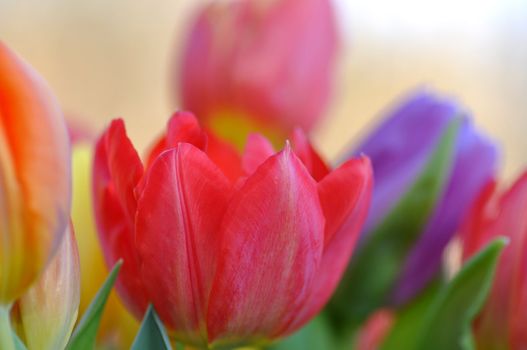 Closeup of fresh tulips.