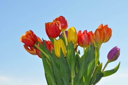 Fresh tulips with the sky as background