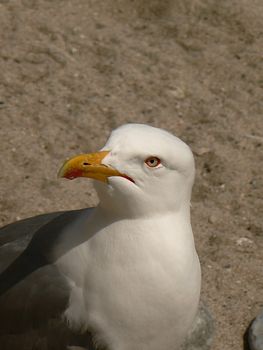 a gull at the edge of the beach