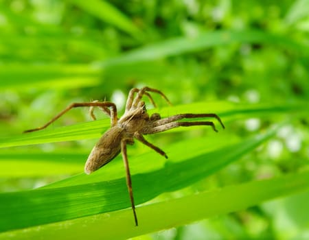 a spider is standing on a leaf and waiting for victim