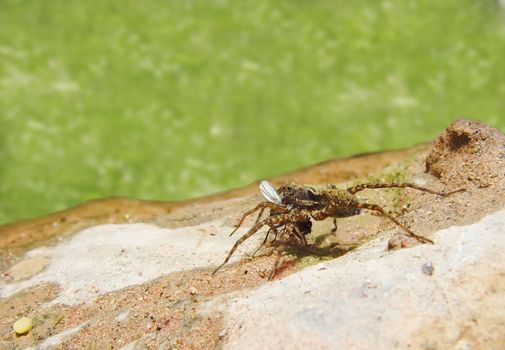 a close up of a spider eating a fly