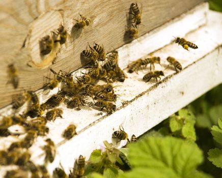 close up of a bees on an assignment