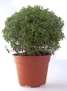 Plant of myrth over a white background