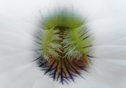 a close up of a throat of a white pansy