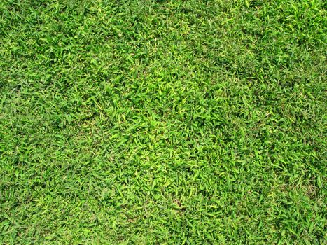 Green grass texture on a sunny day.