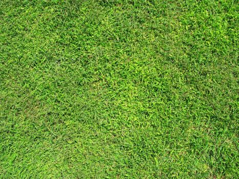 Green grass texture on a sunny day.