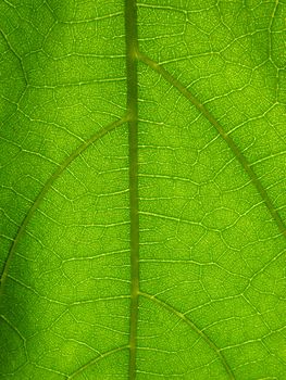 Microscopic view of a green plant leaf
