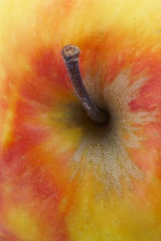 Ripe  apple which has been removed in studio. A close up