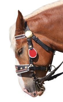 Head of a horse in the national decorated bridle