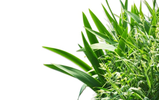 Grass on a white background. Isolated