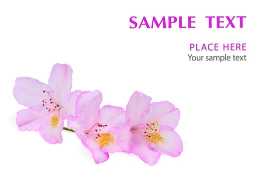 Pink flowers of a rhododendron on a white background