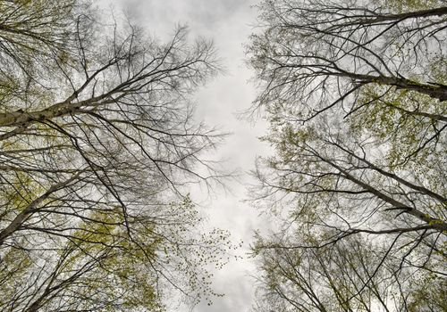 a look at the top of a trees