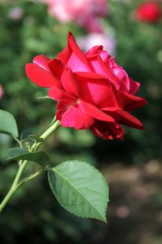 Red rose on the flowerbed 2