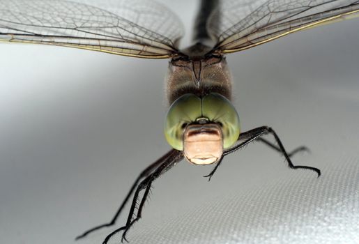 Green dragonfly on gray background. Close-up view.  