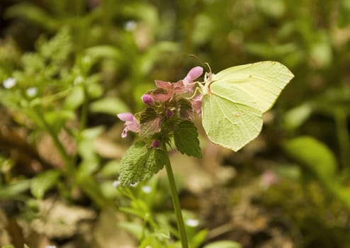 a butterfly is drinking nectar from a flower