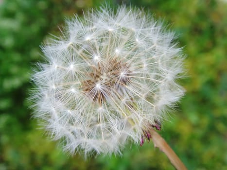 a close up of a head of a dandelion