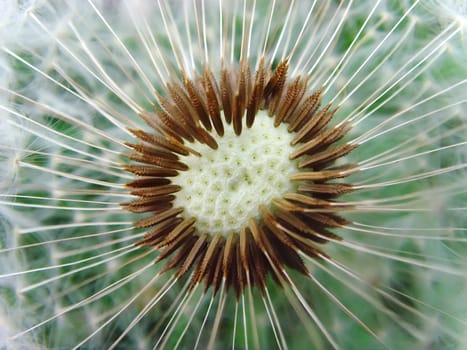 a close up of a head of a dandelion