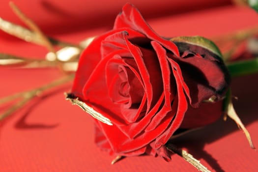 Single red rose over a red paper background