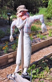 Scarecrow in a Garden Shown from Behind