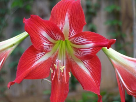 Has anyone ever noticed how Easter Lillies come into full bloom the week after Easter?