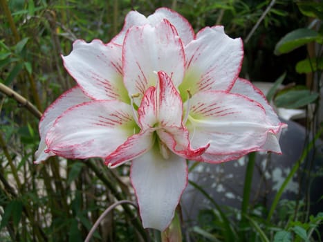 This is a diffrent variety of lilly ,I am not sure what varity, but it is beautiful.