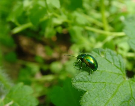 a metallic green bug standing on a leaf