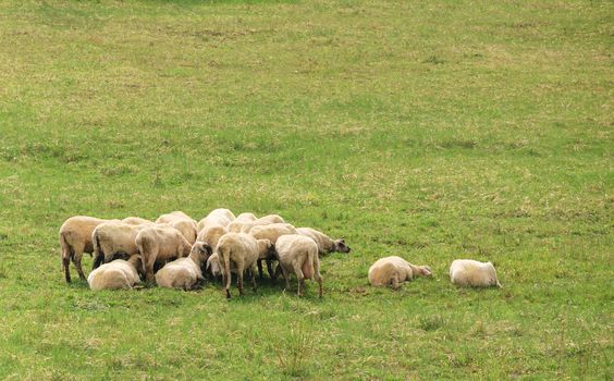 a flock of sheep is resting on a grass