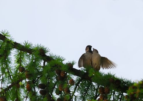 a couple of sparrows making love on a branch