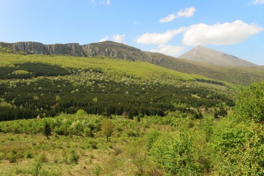 a landscape with mountain with a forest in bloom