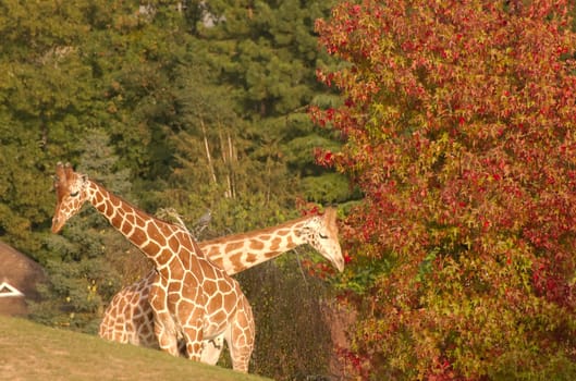 Two giraffes and a red tree