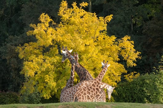 Giraffe