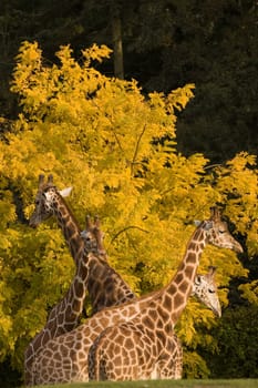 Giraffe