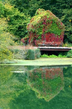 House covered by ivy
