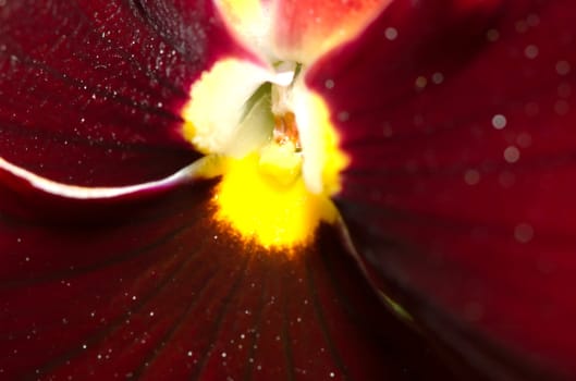 Pansy