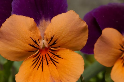 Pansy