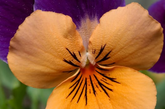 Pansy