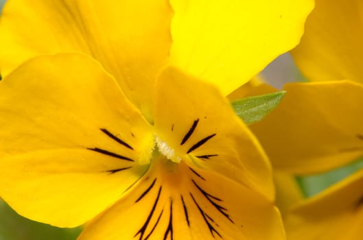 Pansy