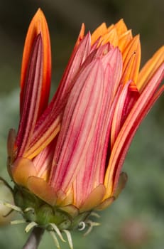 Red daisy