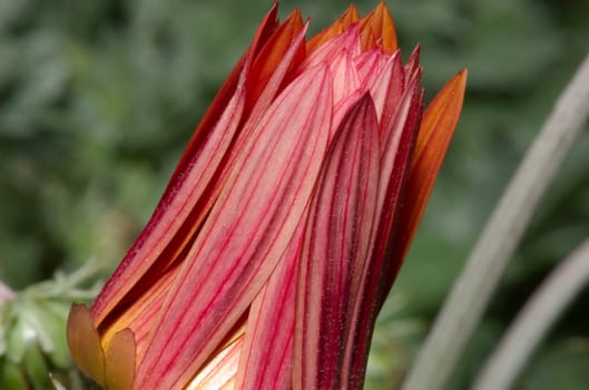 Red daisy