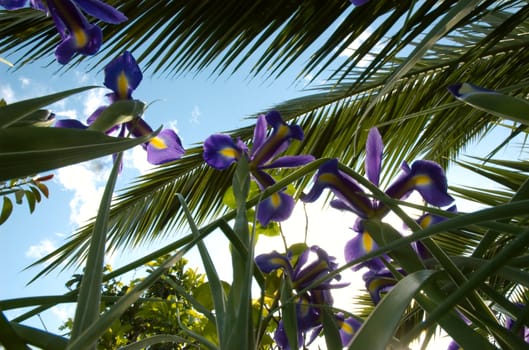 Iris