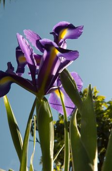 Iris