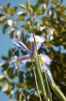 Iris