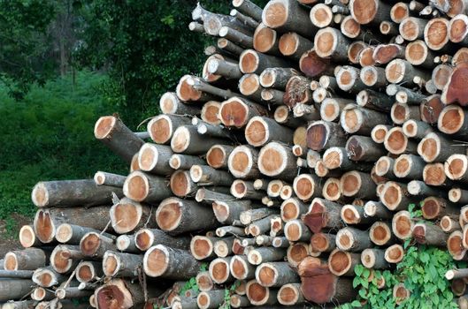 Chopped wood