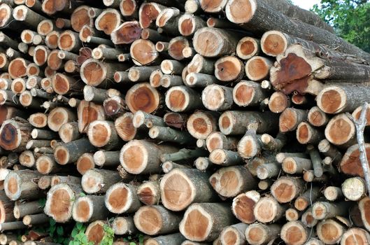 Chopped wood