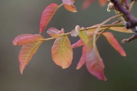 Fresh leaves