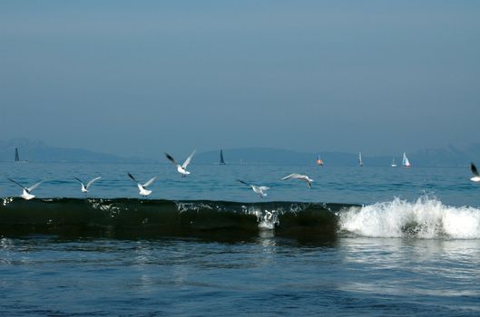 Seagulls