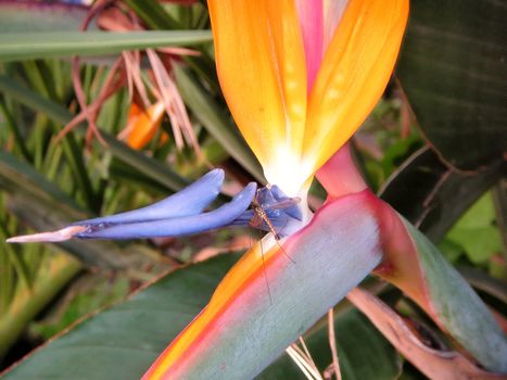 Mosquito eating in a orange and blue flower